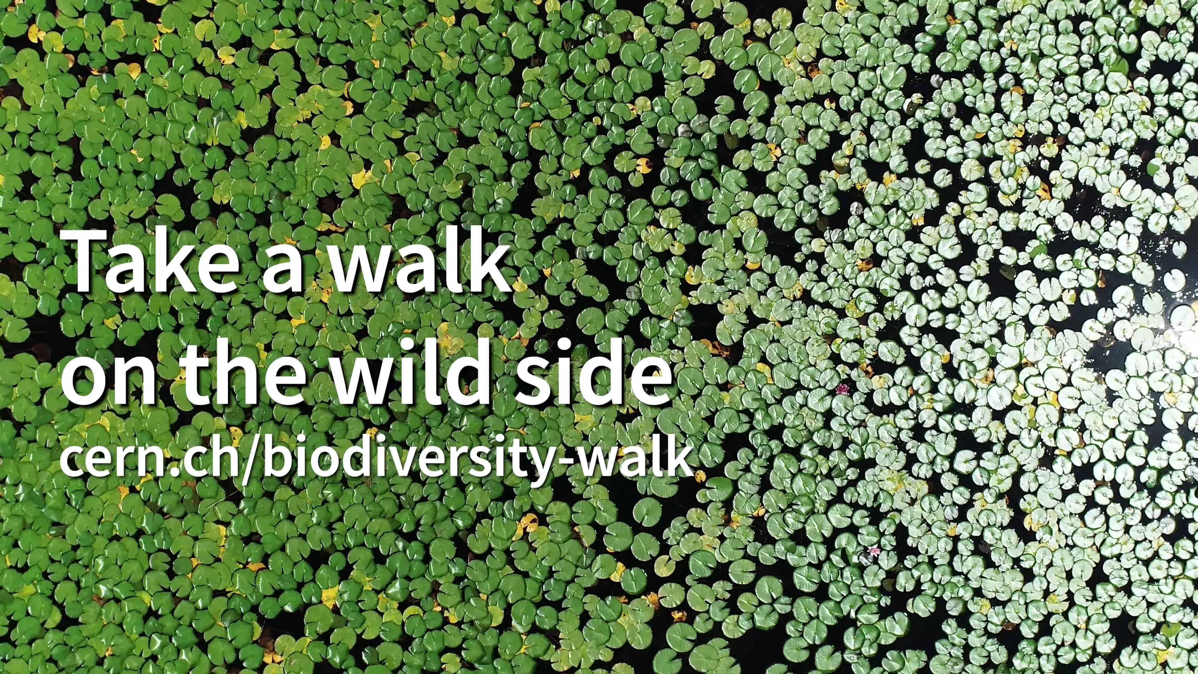 biodiversity