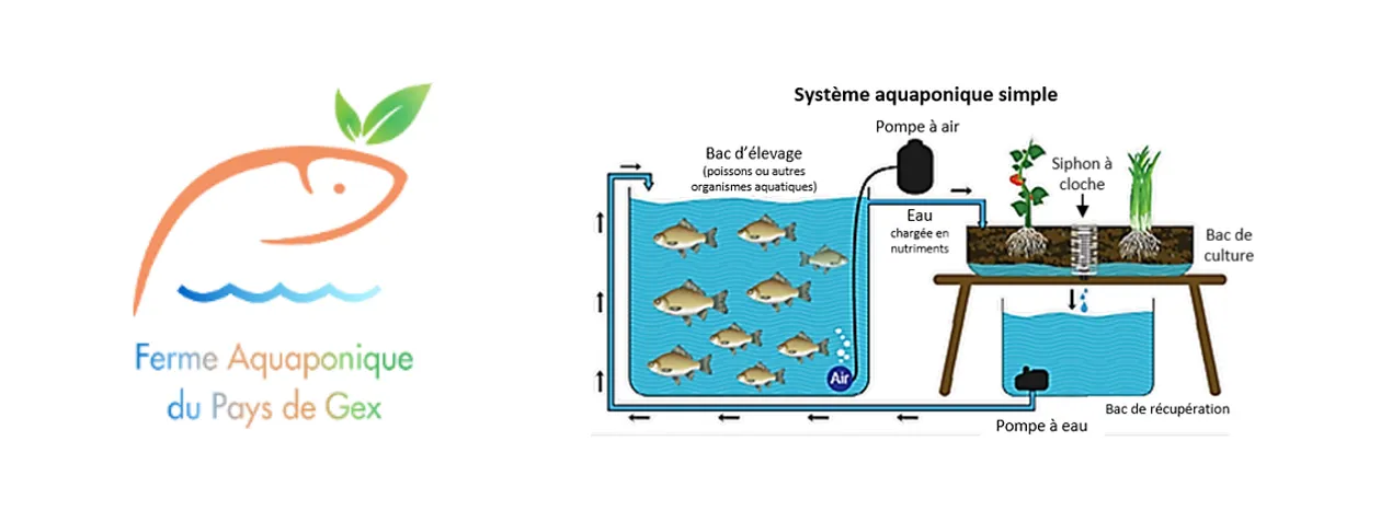 Ferme aquaponique
